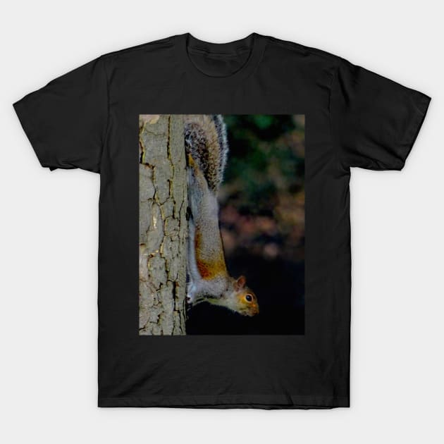 GONE NUTS FOR SQUIRREL YOGA ! T-Shirt by dumbodancer